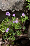 Wild geranium